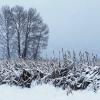 Snow