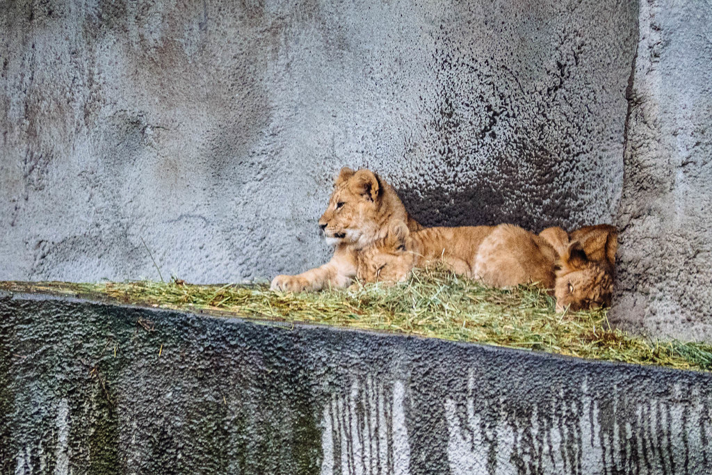 We Went to the Zoo
