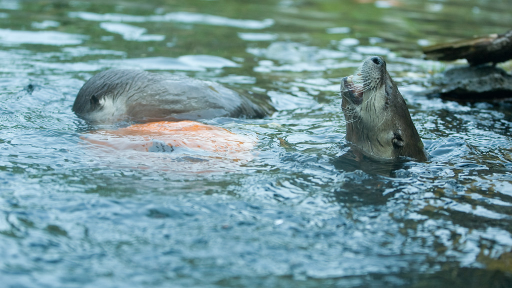 A Day at the Zoo