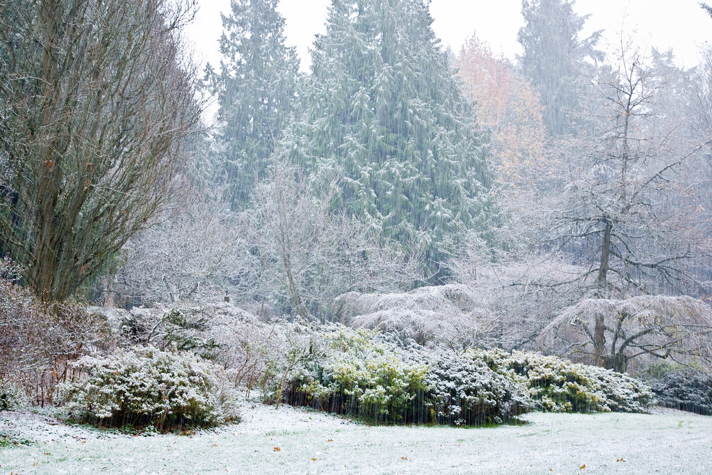 Snowy Seattle