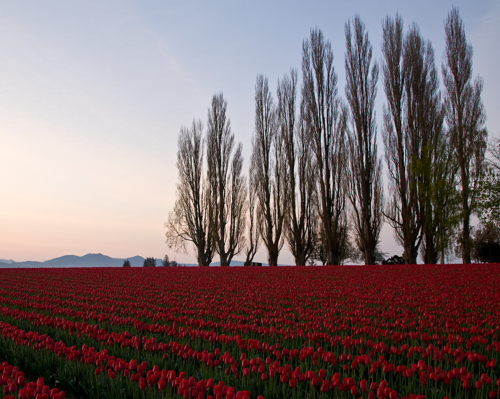 Tulips