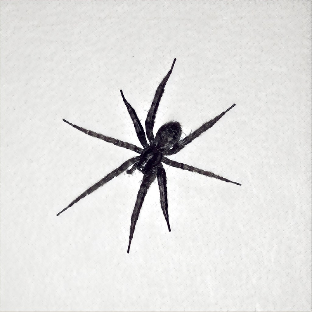 Hello, Fall; Hello, Spiders.