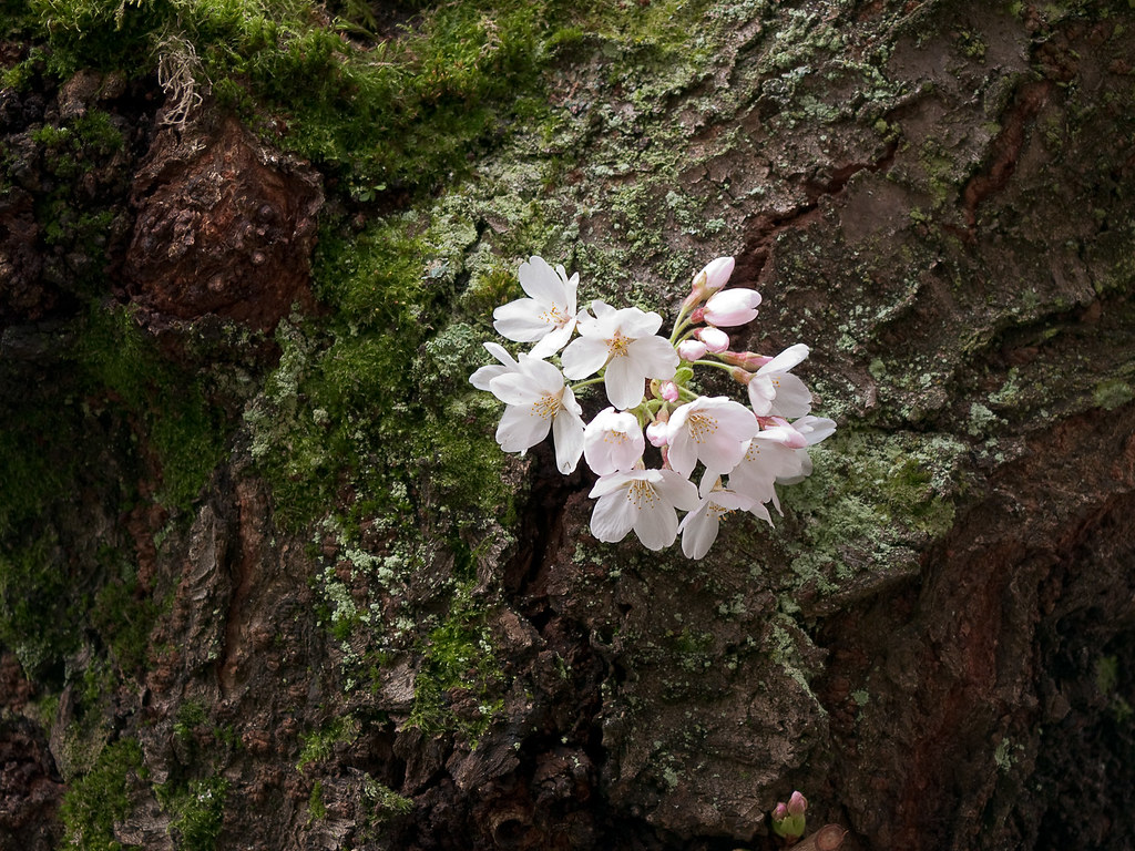 From The Bark
