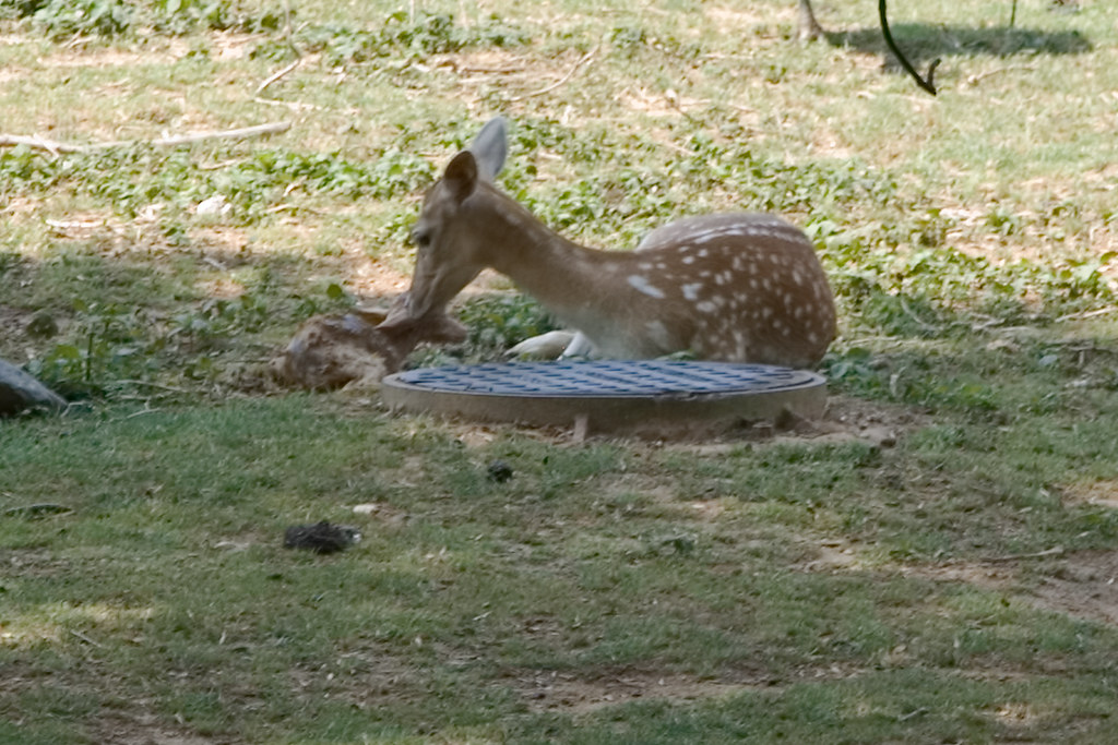 More Mamas and Babies…