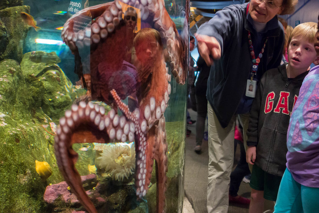 Back to the Aquarium