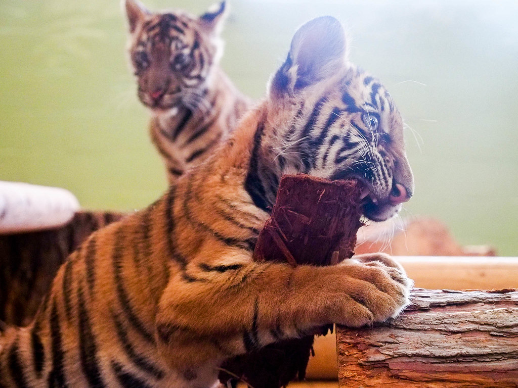 Tiger Cubs!