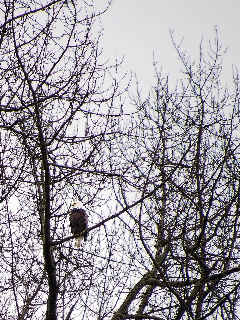 Skagit River Eagles