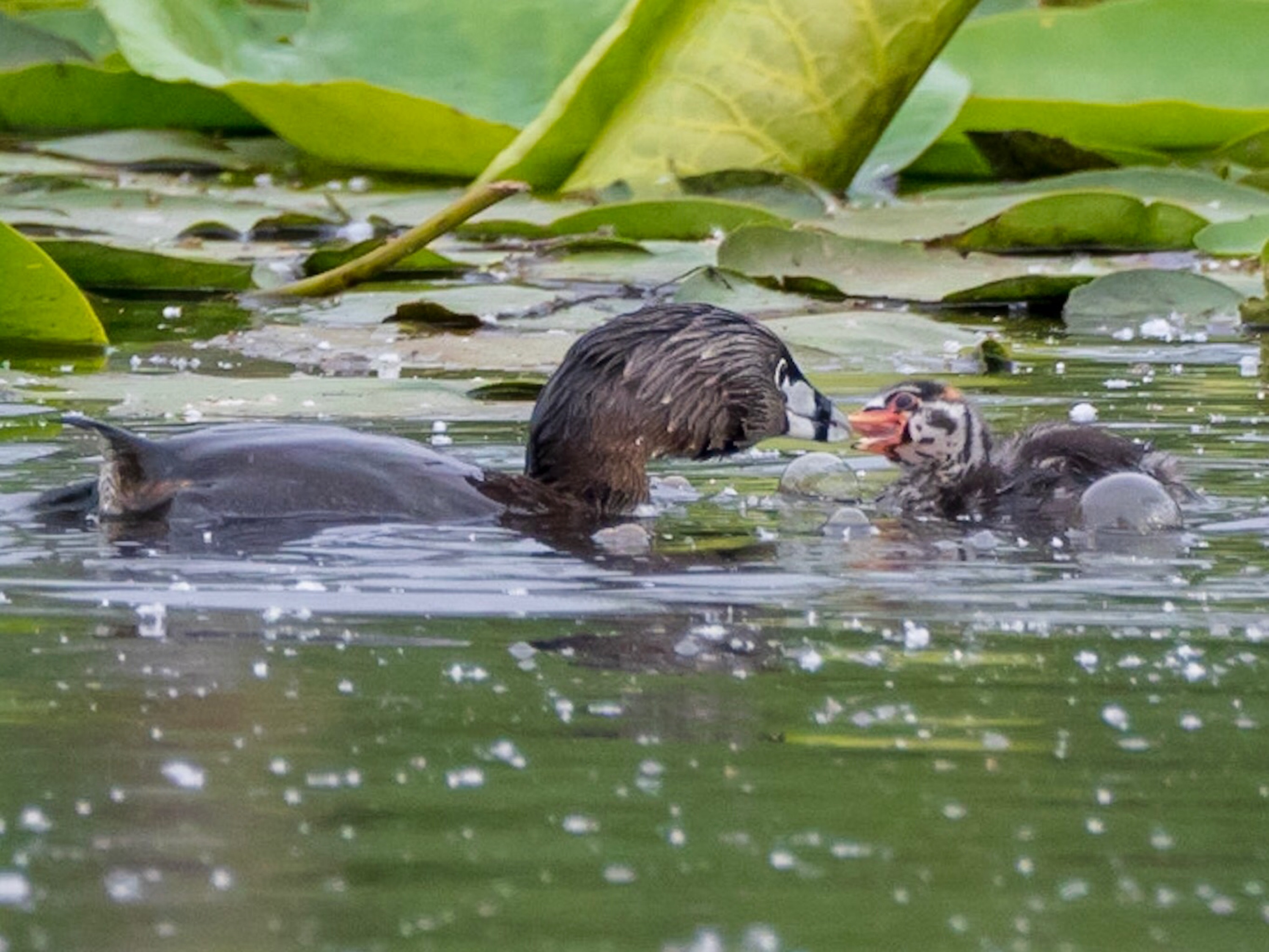 Pie-Billed Grebe and Chick