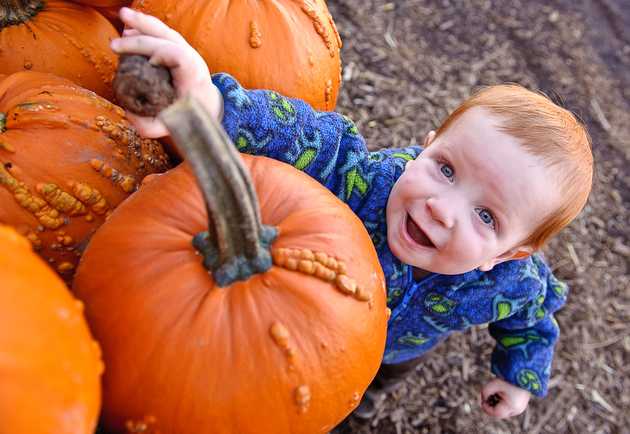 This is a Lot of Pumpkins!