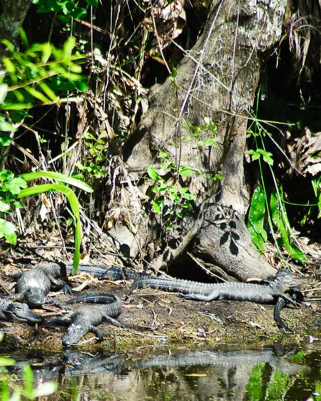 Basking Alligators