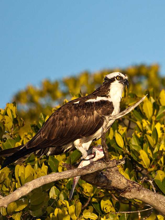 Osprey and Fish