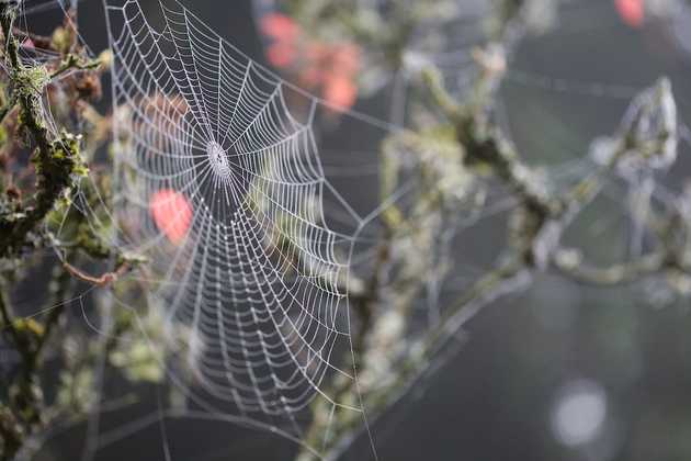 What Tangled Webs we Weave