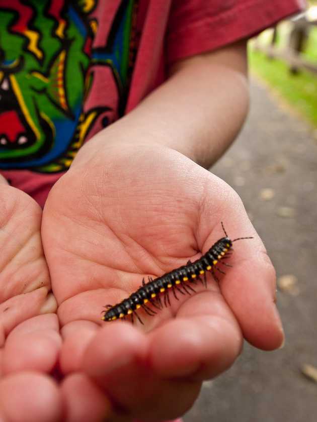 Millipede