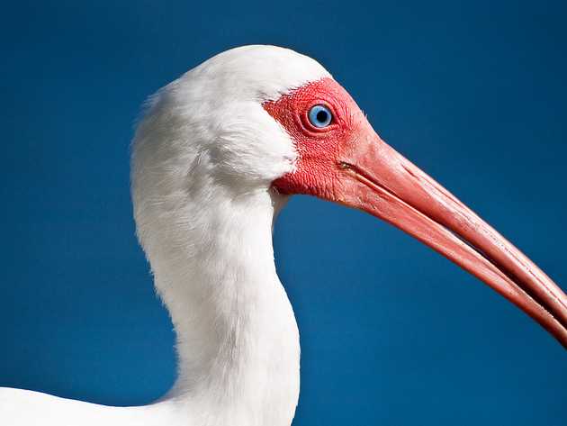 Ibis Eye