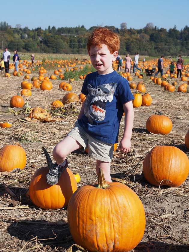 Pumpkin Patch