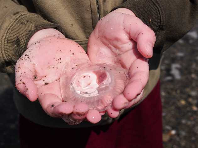 Jellyfish