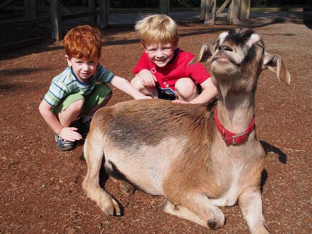 Happy goat.