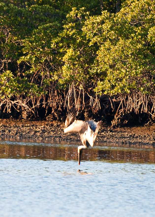 Pelican Goes Fishing