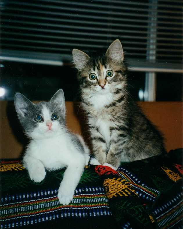 Mo and Cleo as kittens