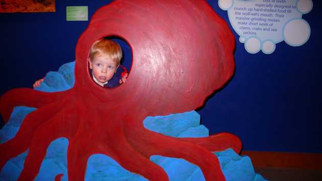 Alex the Octopus