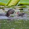 Pie-Billed Grebe and Chick