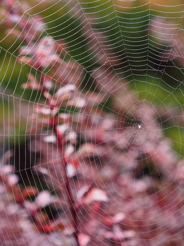 Autumn Web